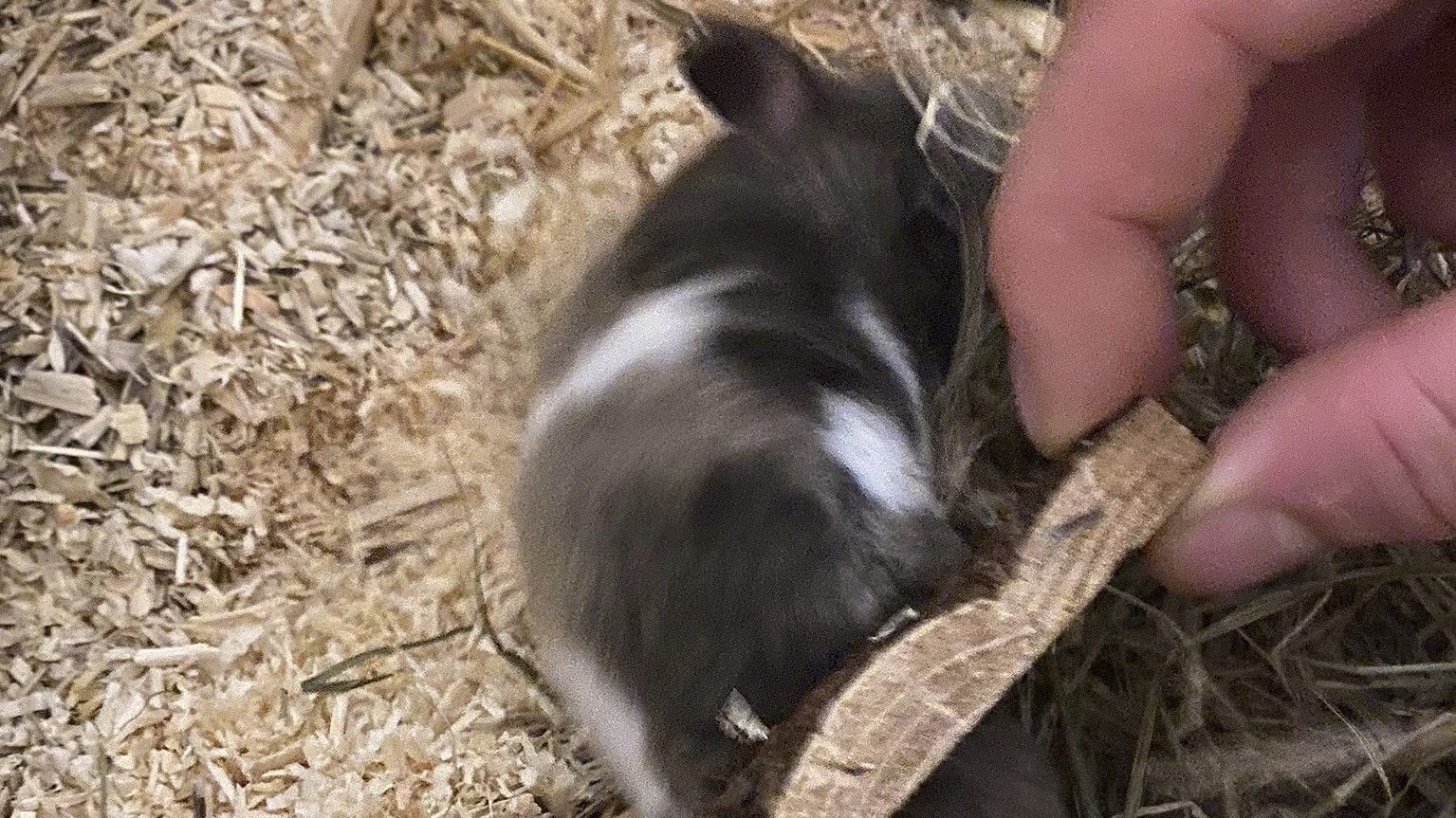 Josy steckt fest: Warum der Hamsterdame der Eingang zu ihrem Häuschen zum Verhängnis wurde, ist unklar.