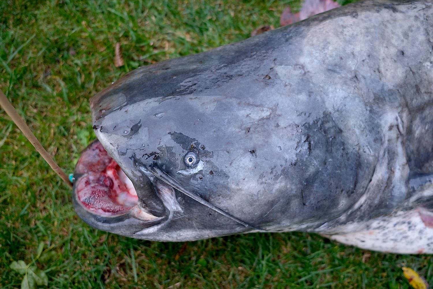 Ein riesiger Wels, den ein Angler aus der Ruhr gezogen hat (Symbolbild).
