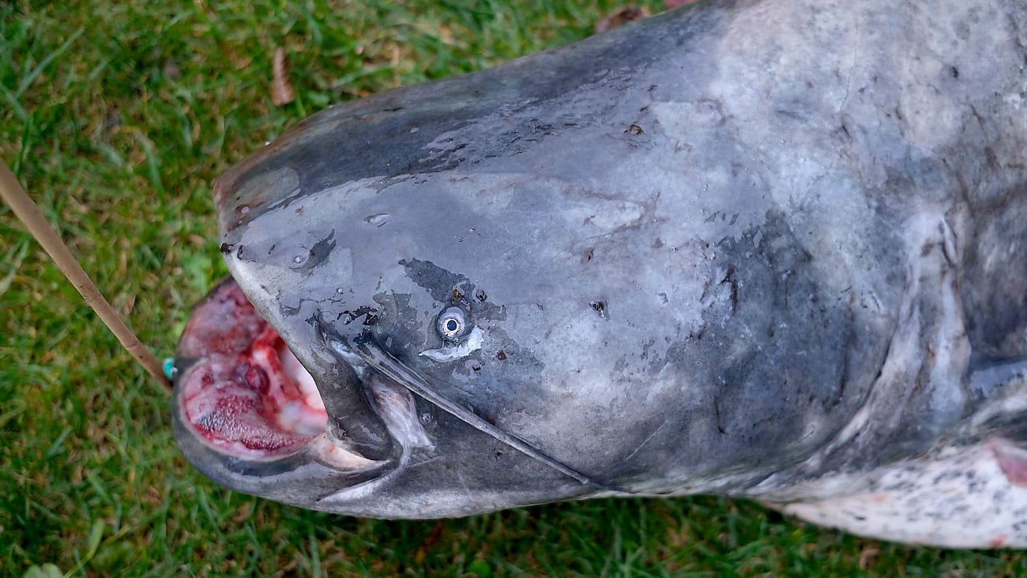 Ein riesiger Wels, den ein Angler aus der Ruhr gezogen hat (Symbolbild).