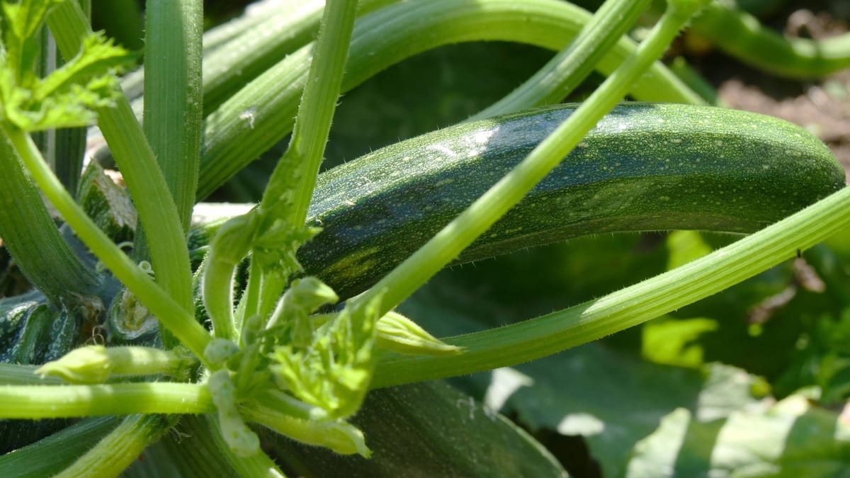 Zucchini richtig düngen: So vermeiden Sie bittere Früchte