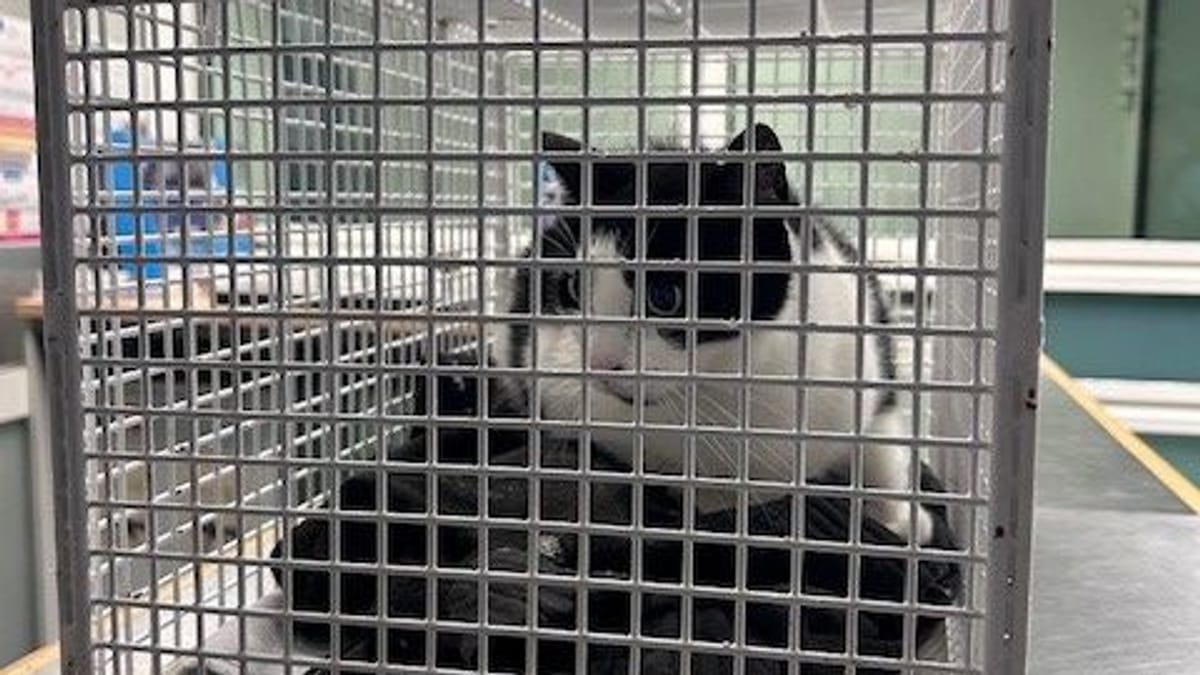 Hamburg: Katze fährt allein im Zug – tierischer Einsatz der Polizei