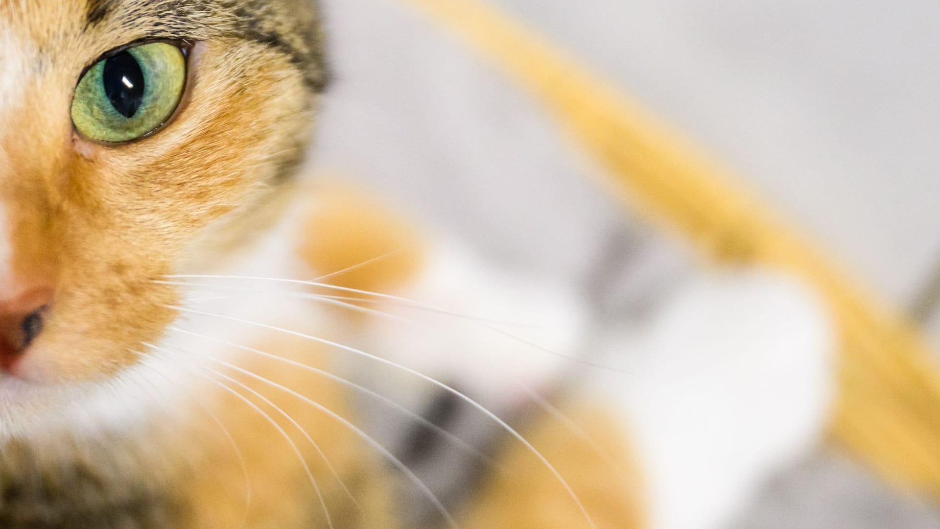 Katze Katze