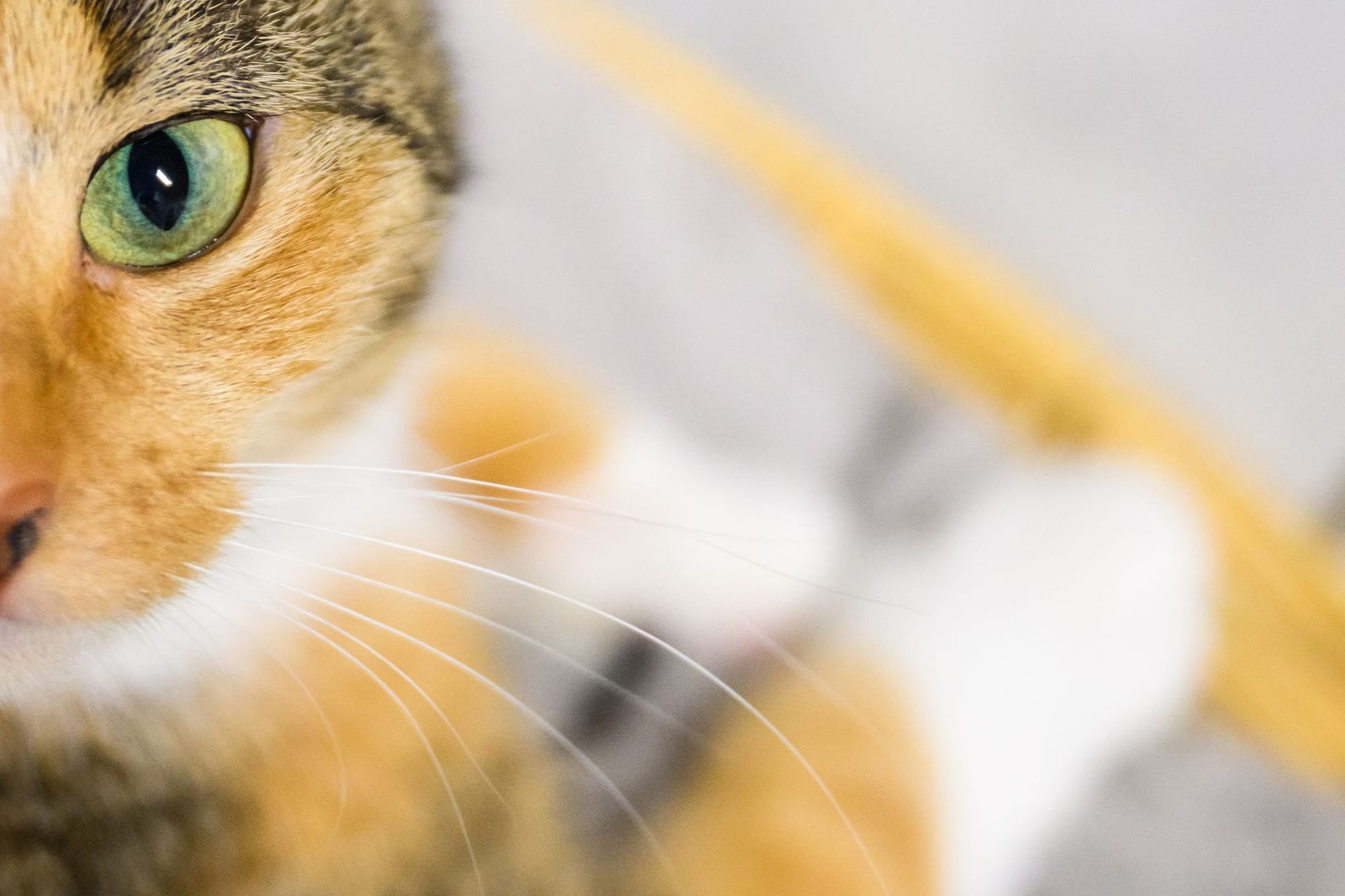 Katze