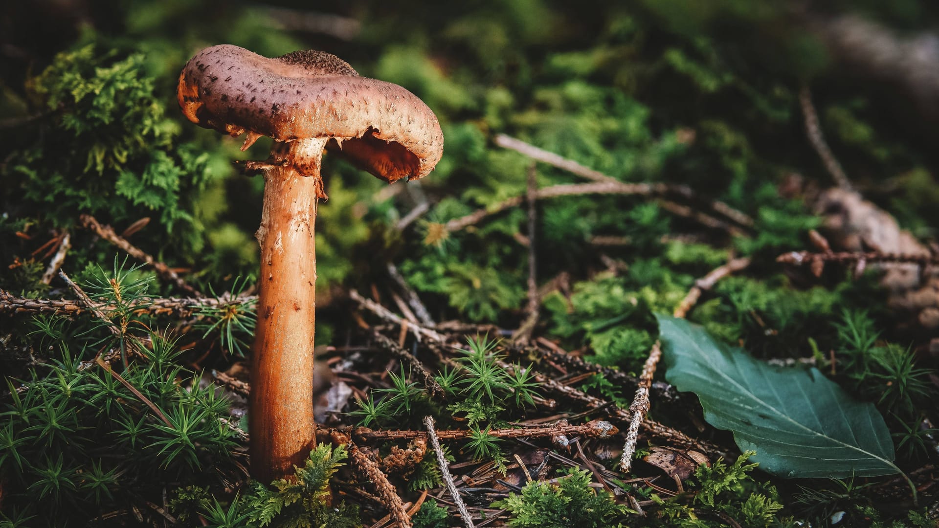 Hallimasch im Wald: Die Pilze, die im Herbst erscheinen, sind nur die Fruchtkörper eines riesigen unterirdischen Netzwerks.