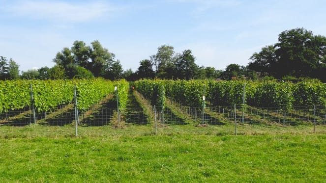 Weinreben in Niedersachsen: Der Klimawandel ermöglicht neuen Anbau im Norden.