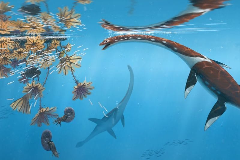 Illustration eines Plesionectes longicollum: Das Reptil hatte einen sehr langen Hals und schwamm zur Zeit der Dinosaurier durchs Meer.