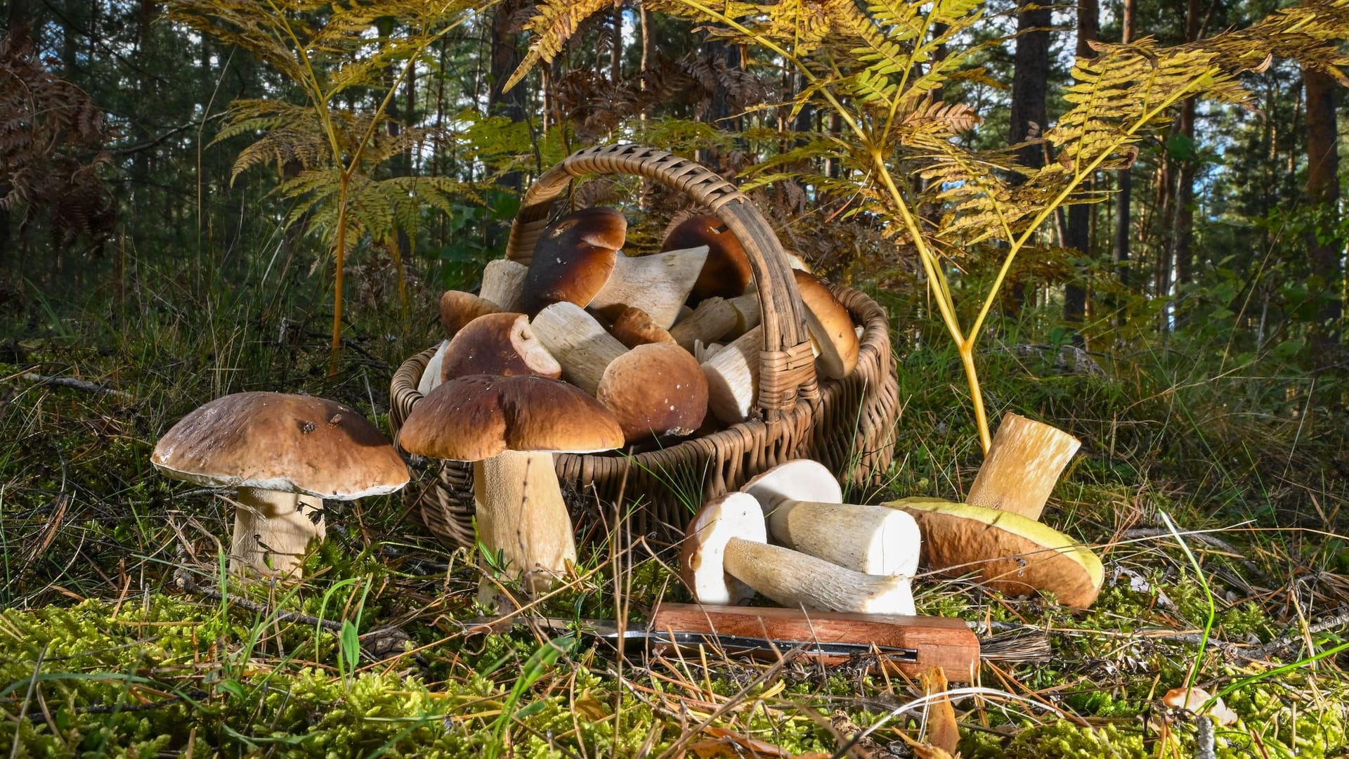 Herbstzeit ist Pilzzeit Herbstzeit ist Pilzzeit