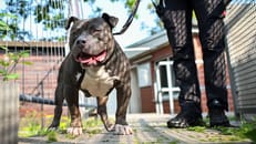 Hund zurückgelassen? Jetzt spricht die Sitterin von "Ghost"