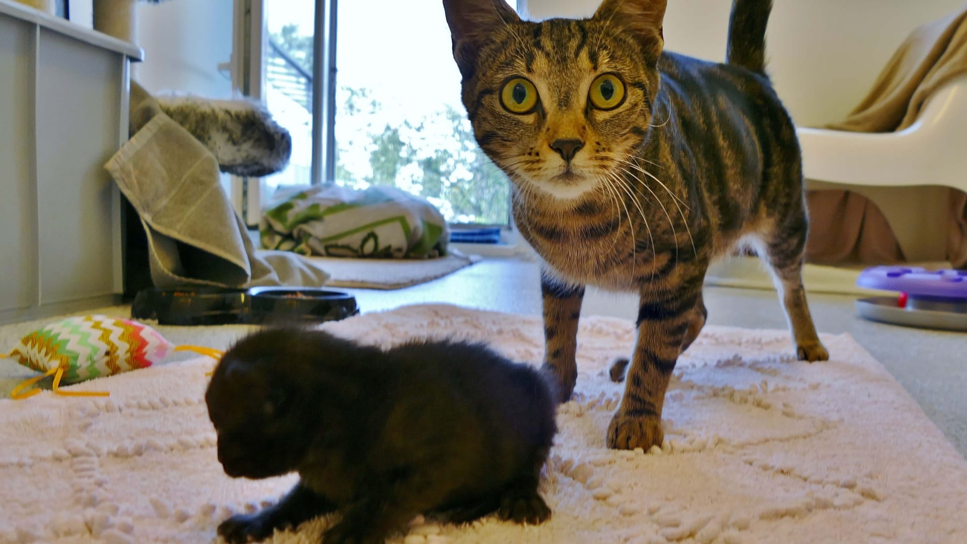 Latze Aponi kümmert sich derzeit um die Versorgung fremder Kitten.