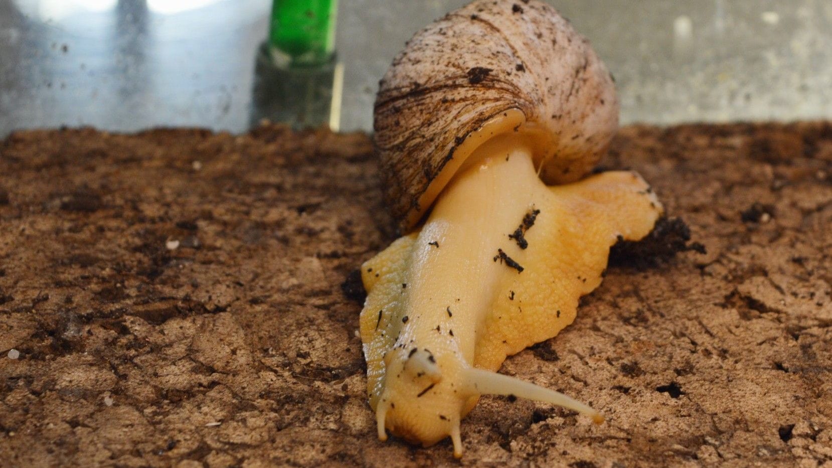 Achat-Schnecke im Bremer Tierheim: Die kleinen Riesen sind nicht zum Kuscheln da.