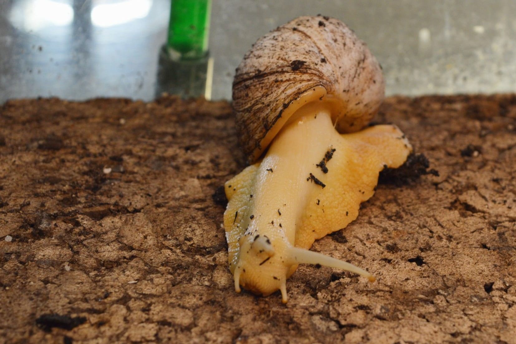 Achat-Schnecke im Bremer Tierheim: Die kleinen Riesen sind nicht zum Kuscheln da.