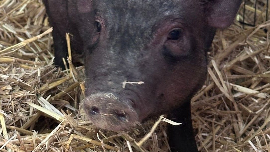 Schweinchen "Peppa Wutz": Das Tierheim sucht einen passenden Abnehmer für das Tier.