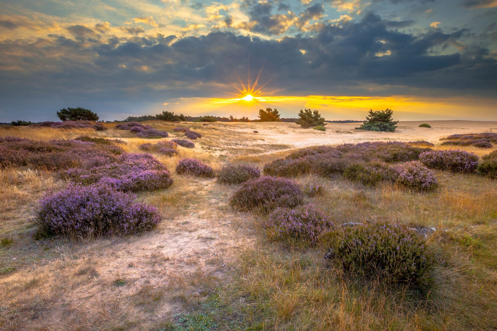 Hoge Veluwe Sand dune Heathland