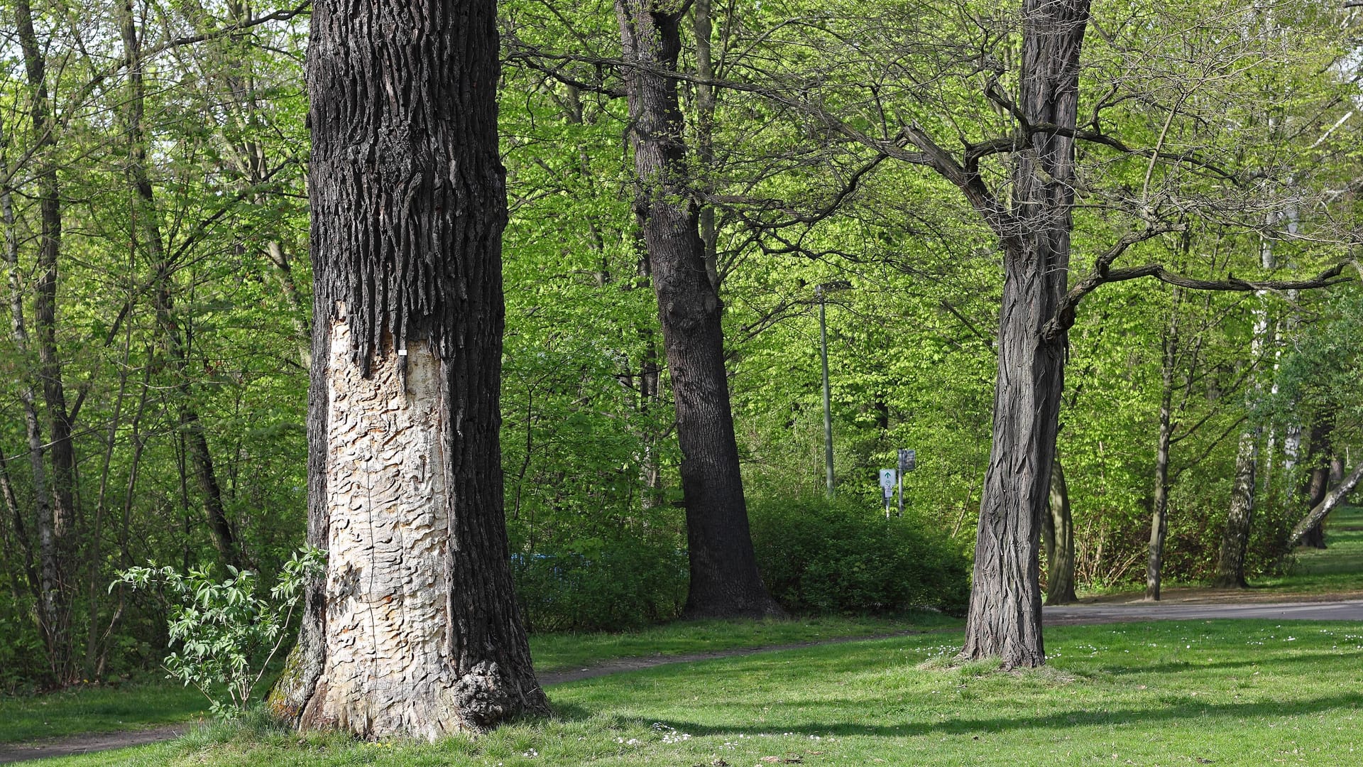 Alte Eiche im Schlosspark Berlin-Pankow (Archivbild): In der Grünanlage kam es zu einem Raubüberfall.