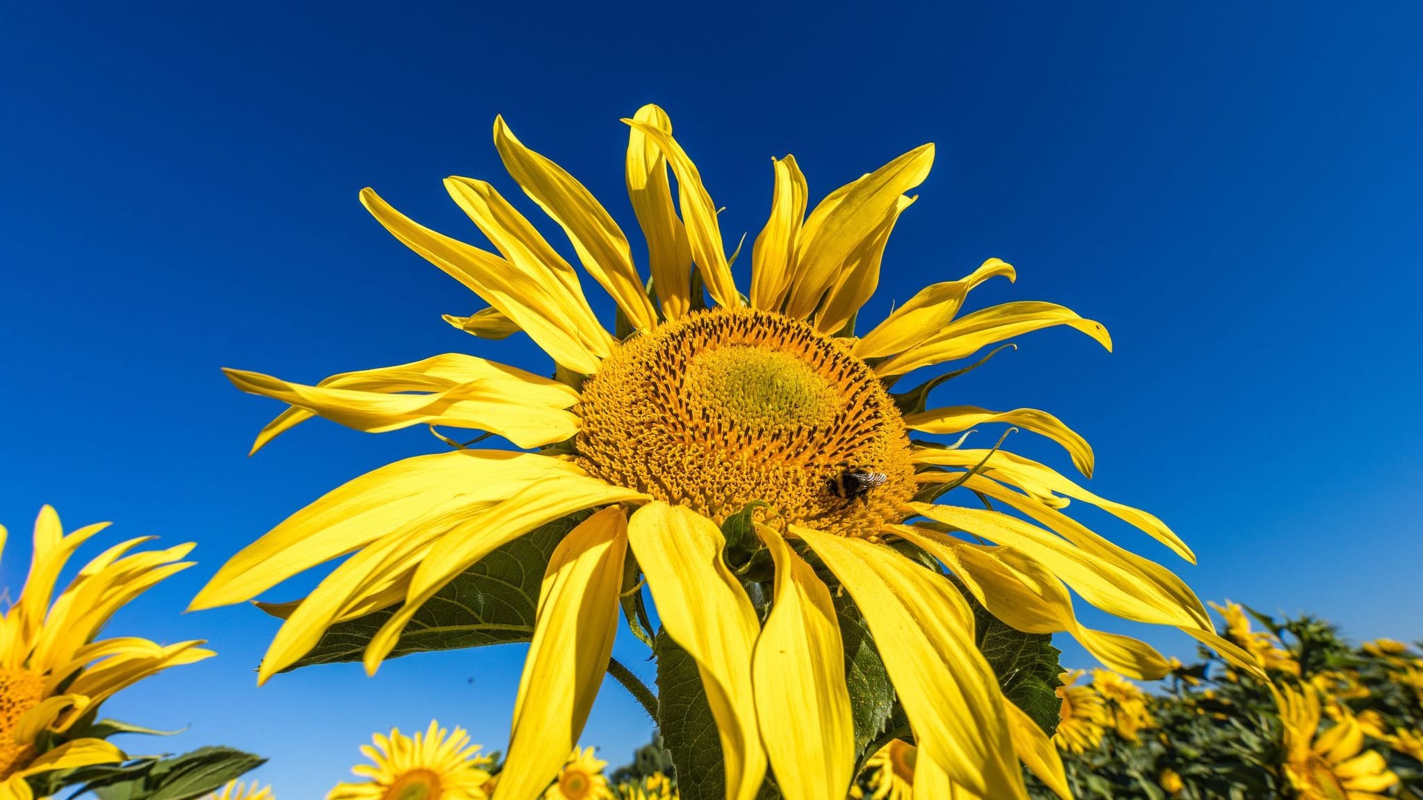 Sonnenblumen auf einem Feld