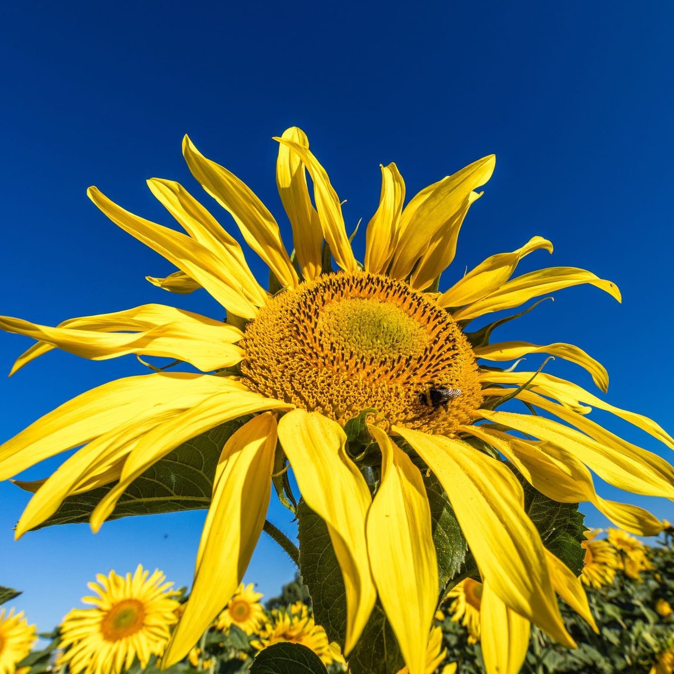 Sonnenblumen auf einem Feld