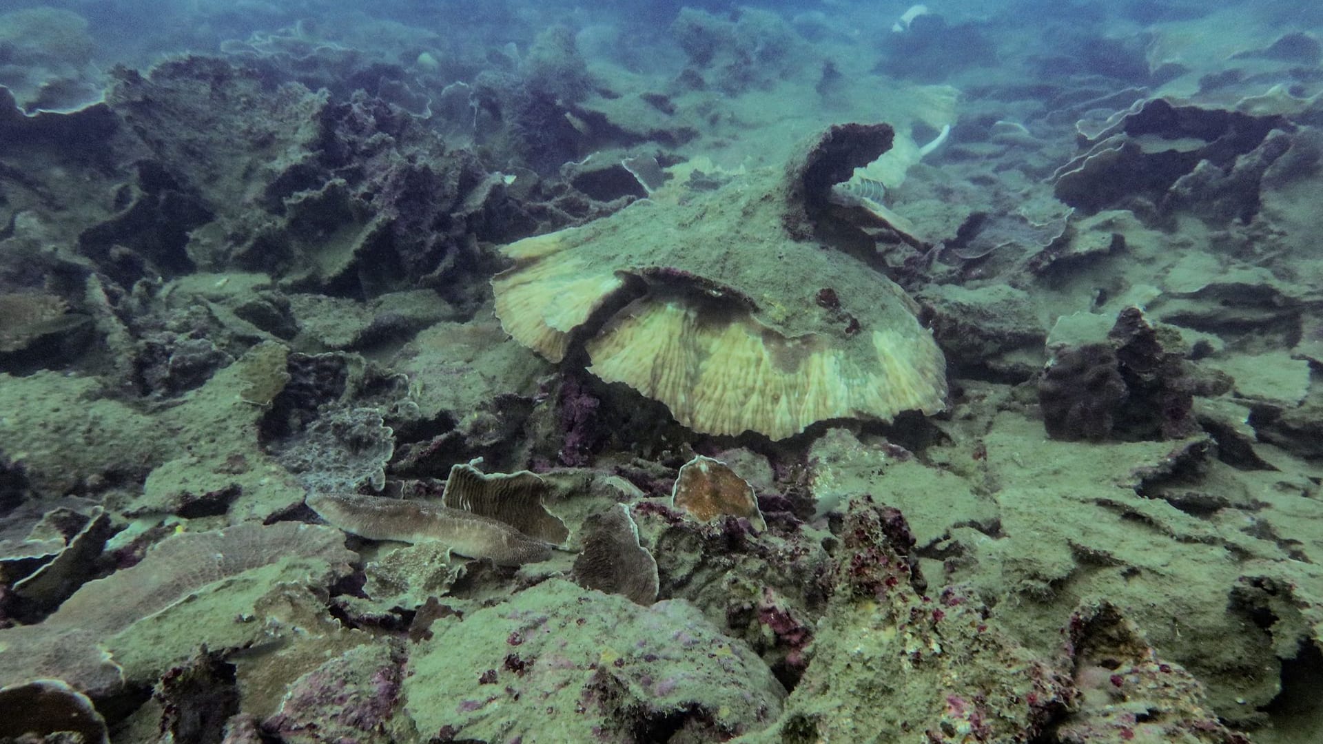 Korallensterben am Great Barrier Reef