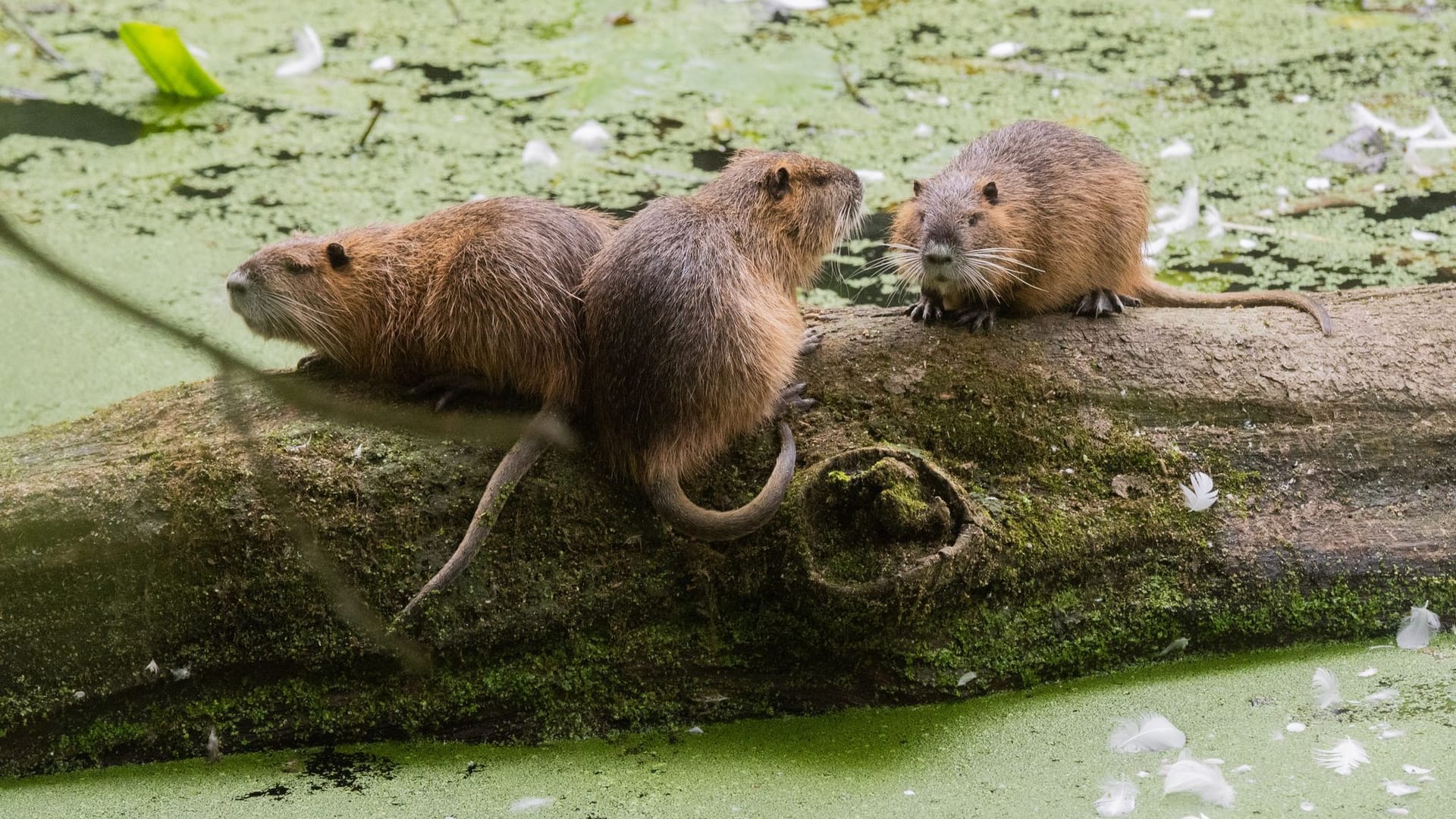 Nutrias im Naturschutzgebiet Alte Leine