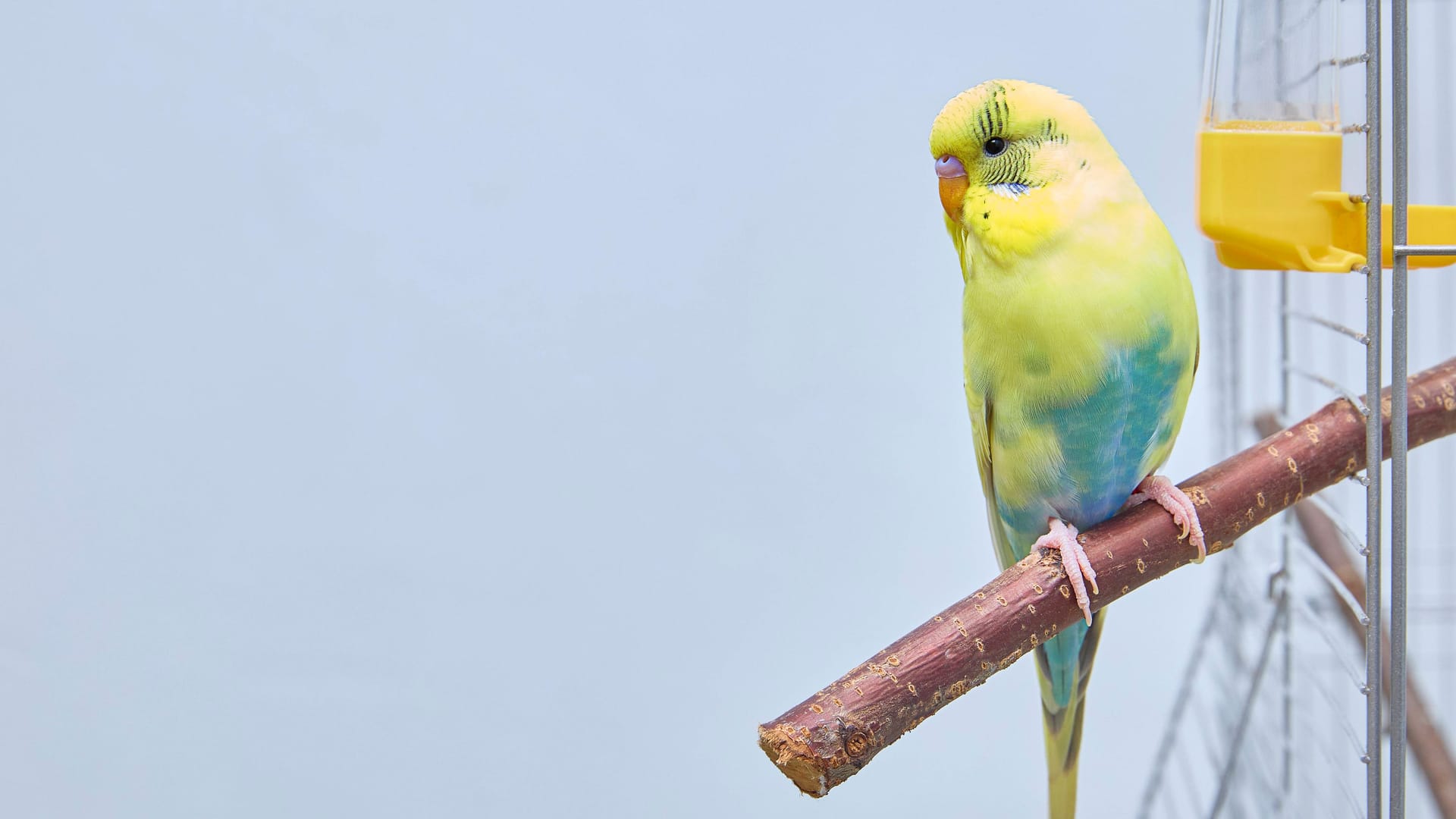 Wellensittich (Symbolbild): Der kleine Vogel war völlig entkräftet.