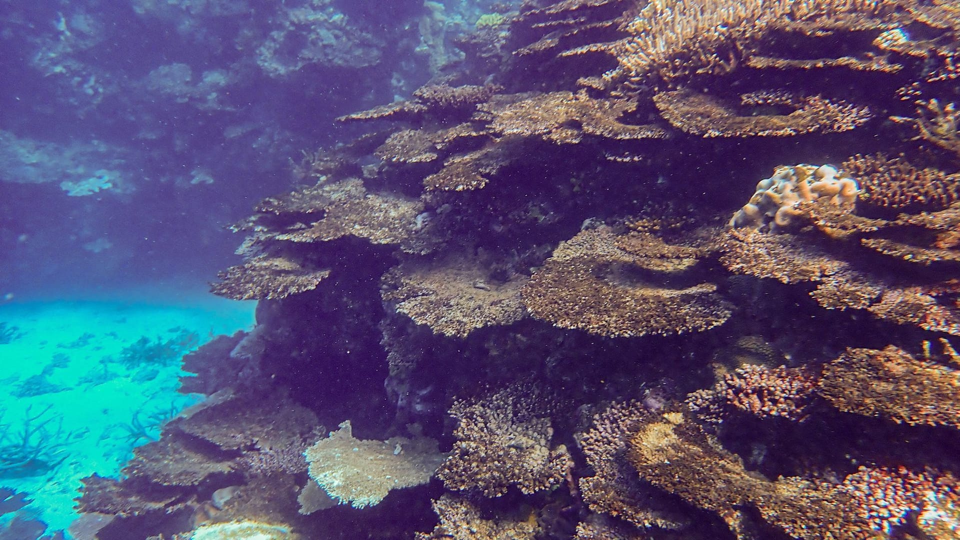 Korallensterben am Great Barrier Reef