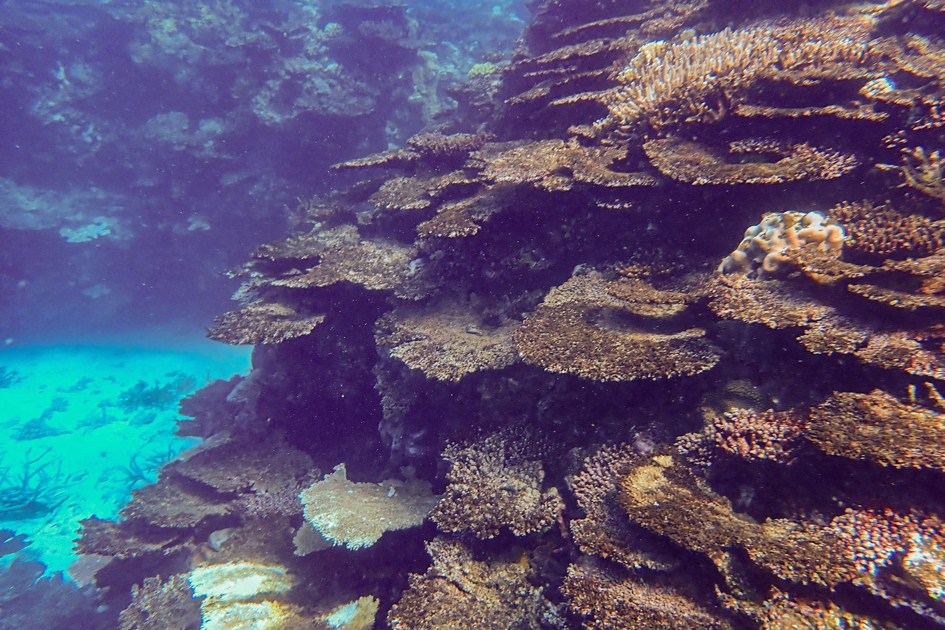 Korallensterben am Great Barrier Reef