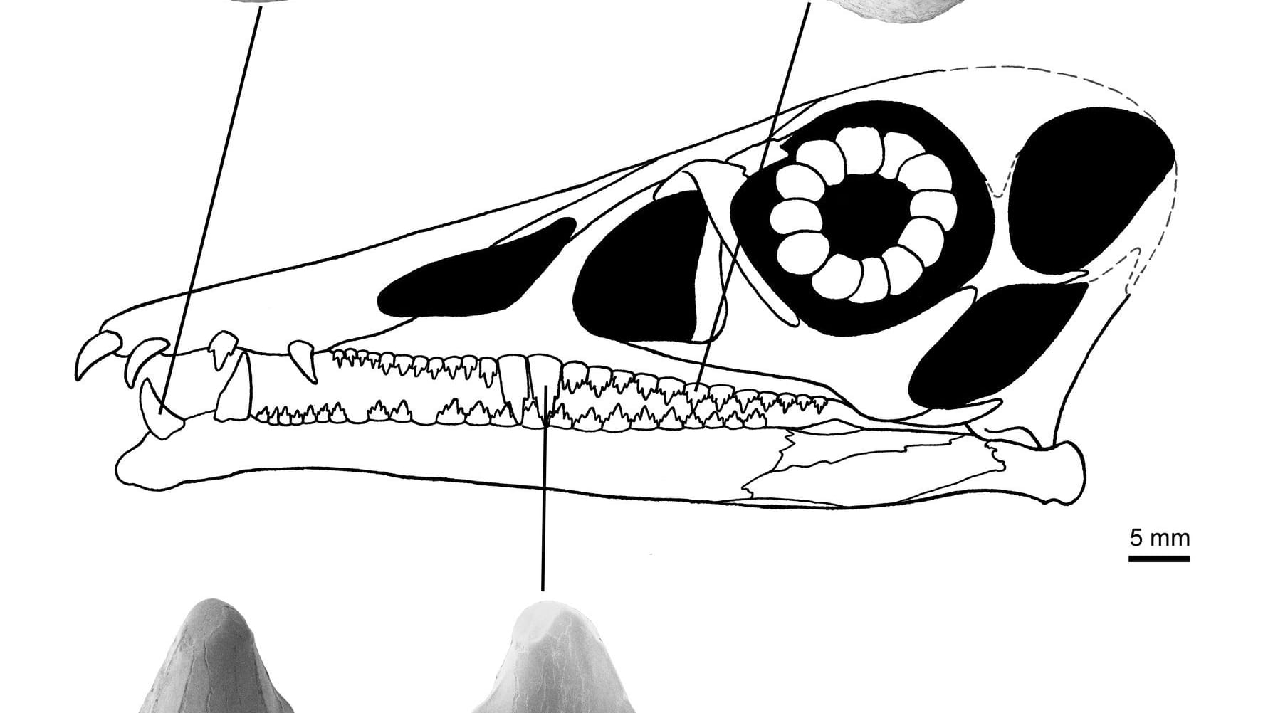 Zähne des Flugsauriers Eudimorphodon