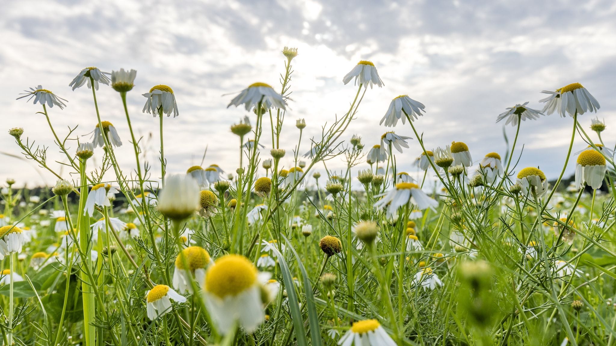 Warme Temperaturen stehen bevor: Nach einigen Wolken kommt Hitze