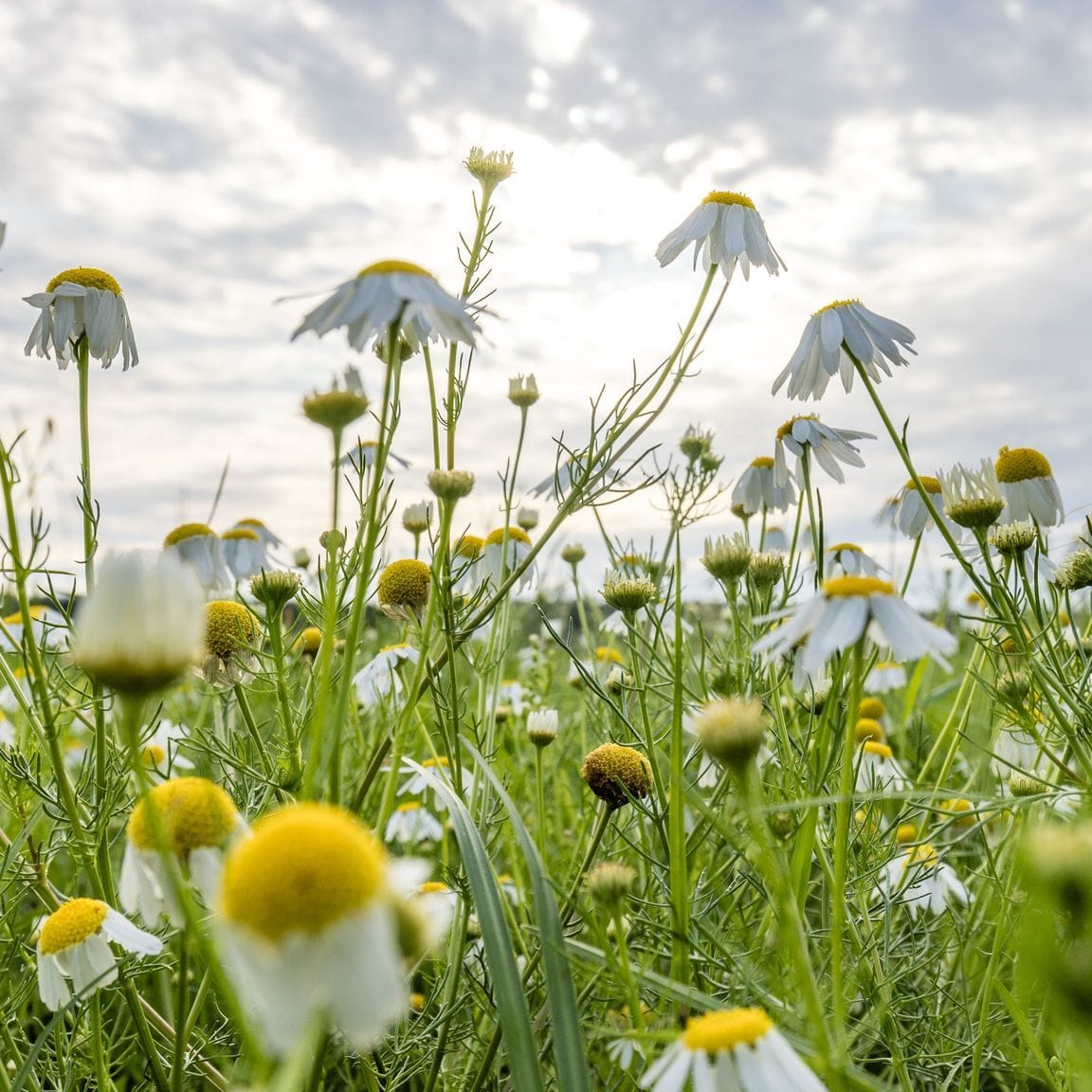 Warme Temperaturen stehen bevor: Nach einigen Wolken kommt Hitze