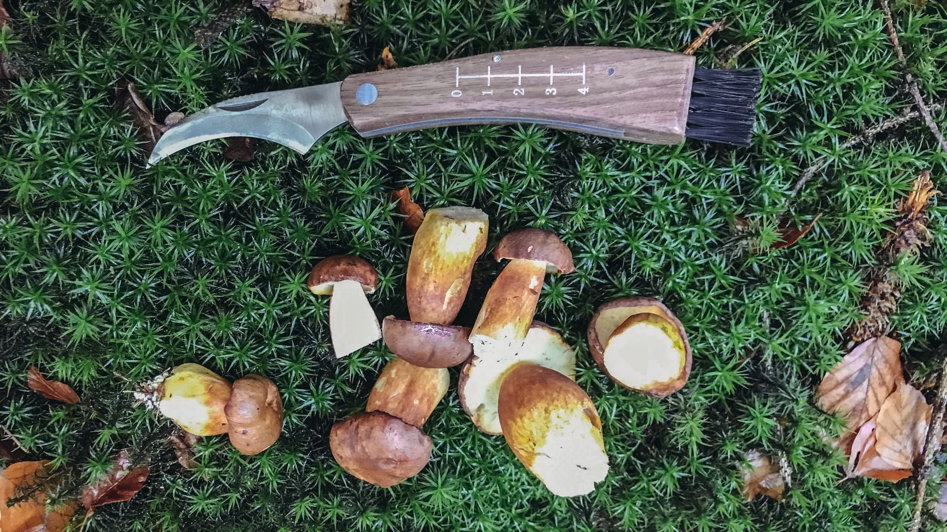 Pilze sammeln Pilze sammeln