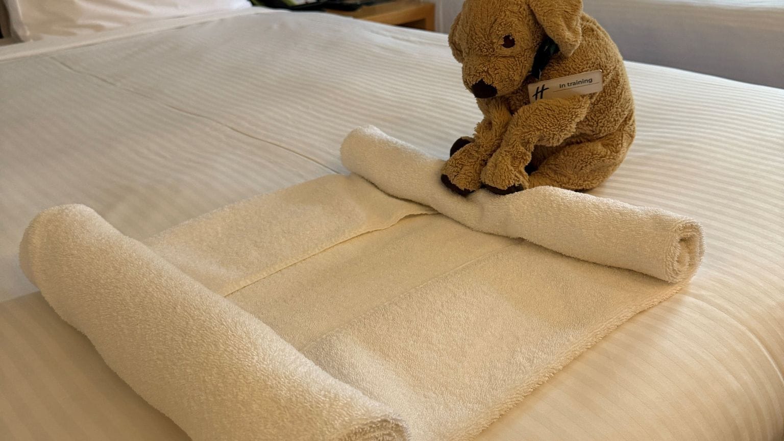 Plüschhund «Jack» in Australien Plüschhund «Jack» in Australien