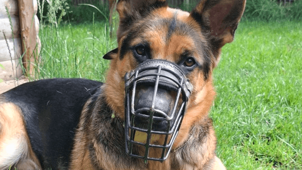 Mit Maulkorb im Tierheim: Schäferhund Mac hofft auf eine zweite Chance. Mit Maulkorb im Tierheim: Schäferhund Mac hofft auf eine zweite Chance.