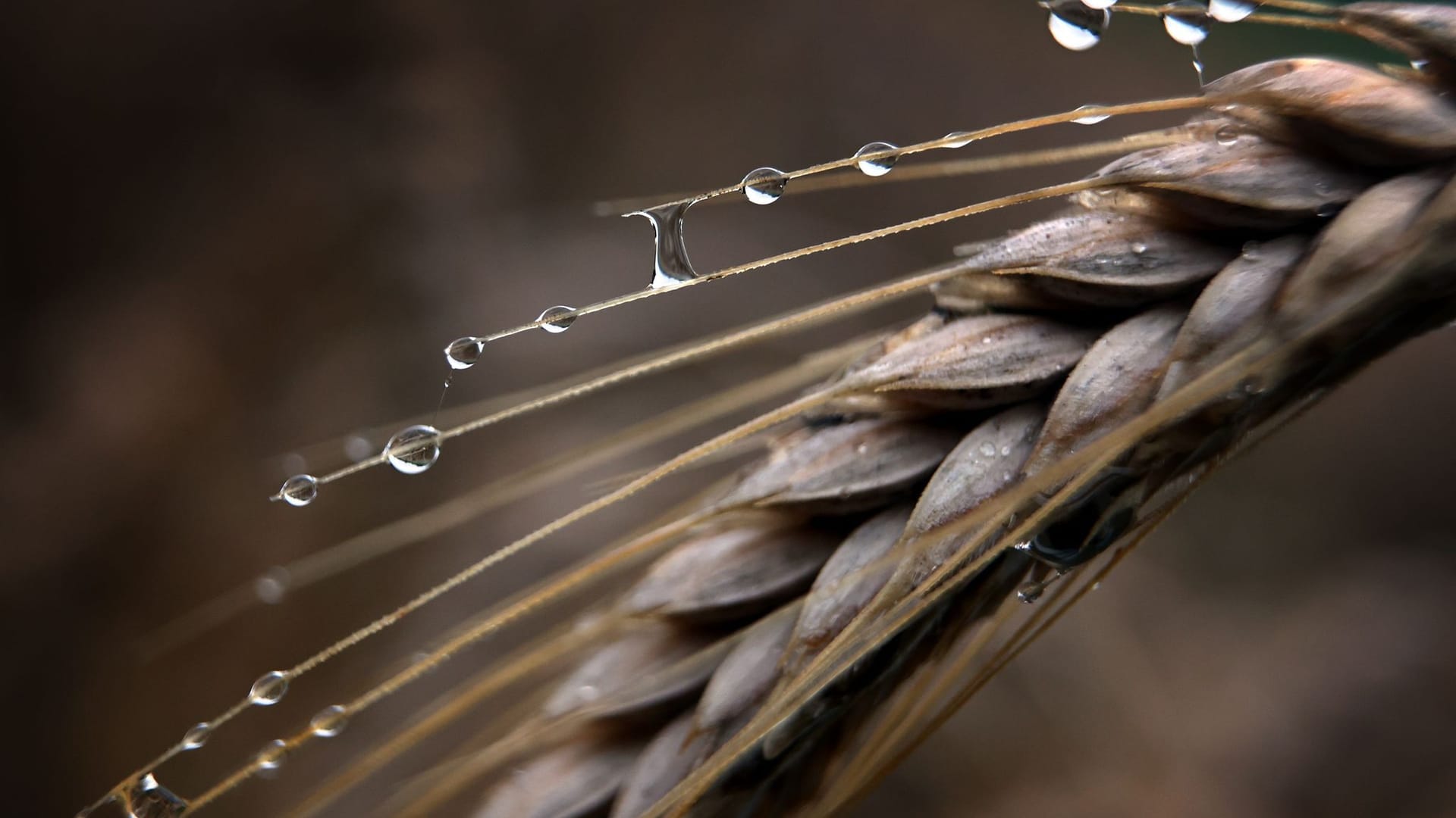 Getreide im Regen