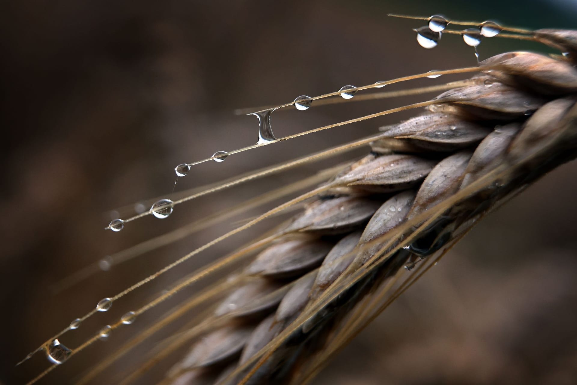 Getreide im Regen
