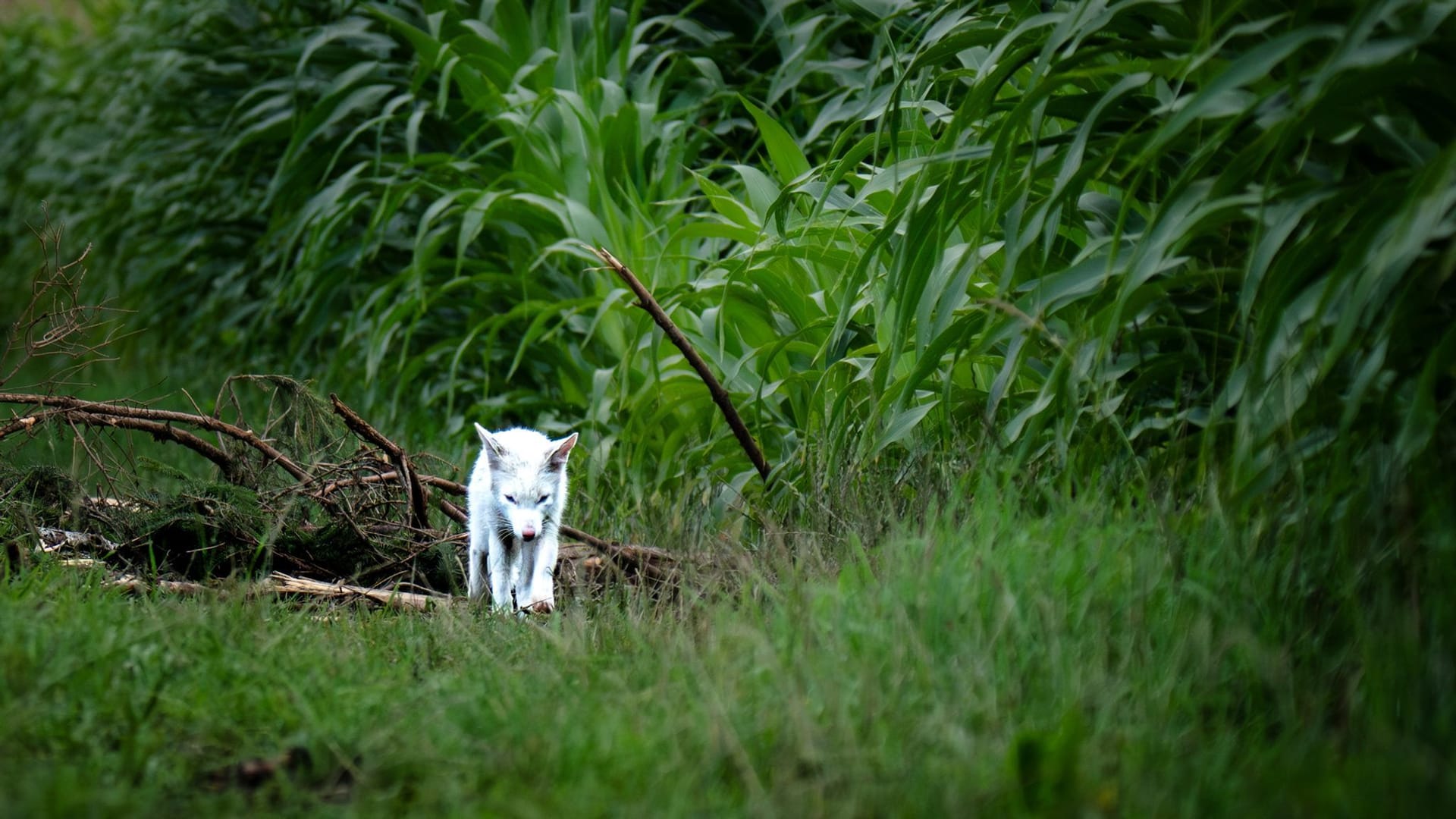 Weißer Fuchs