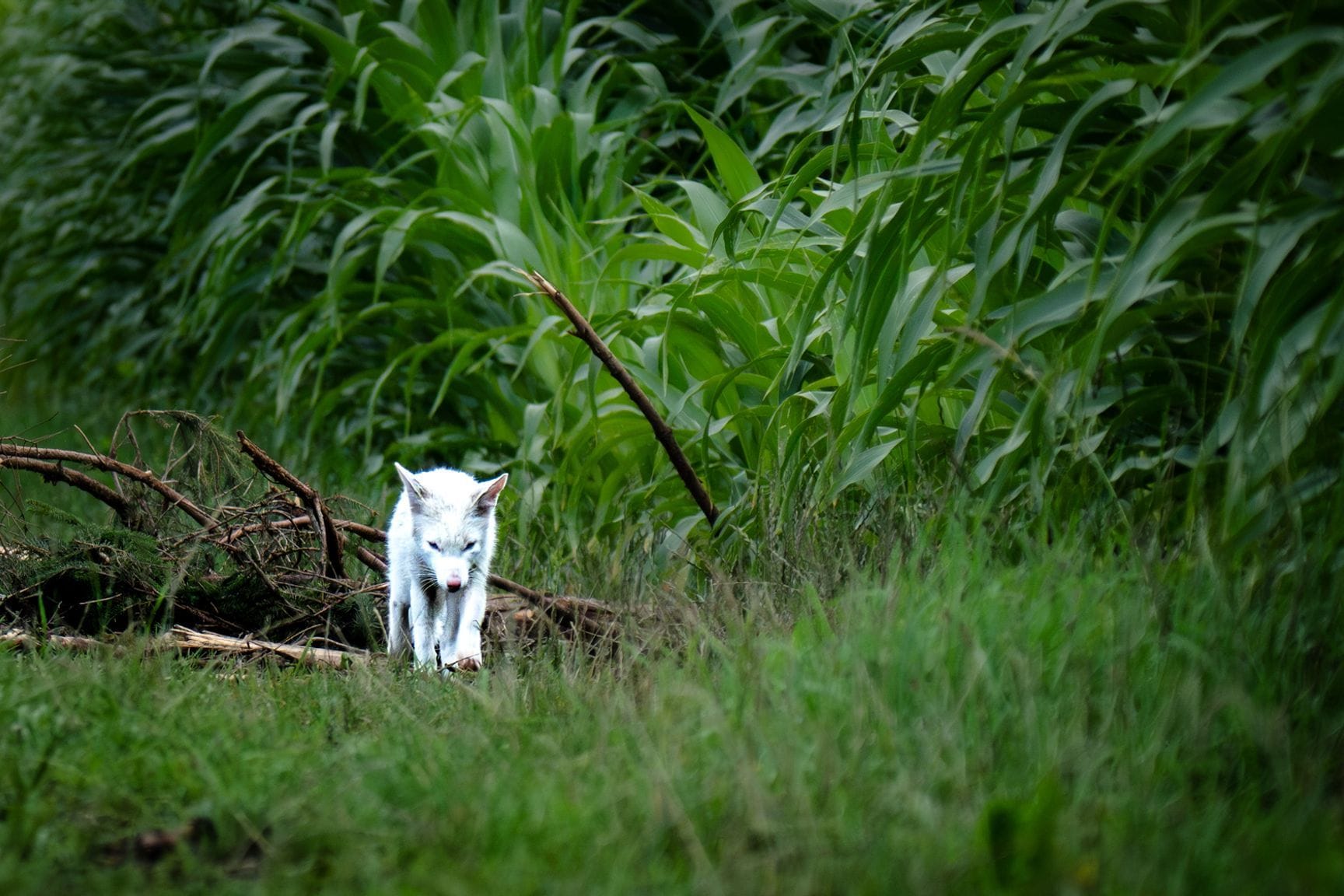 Weißer Fuchs