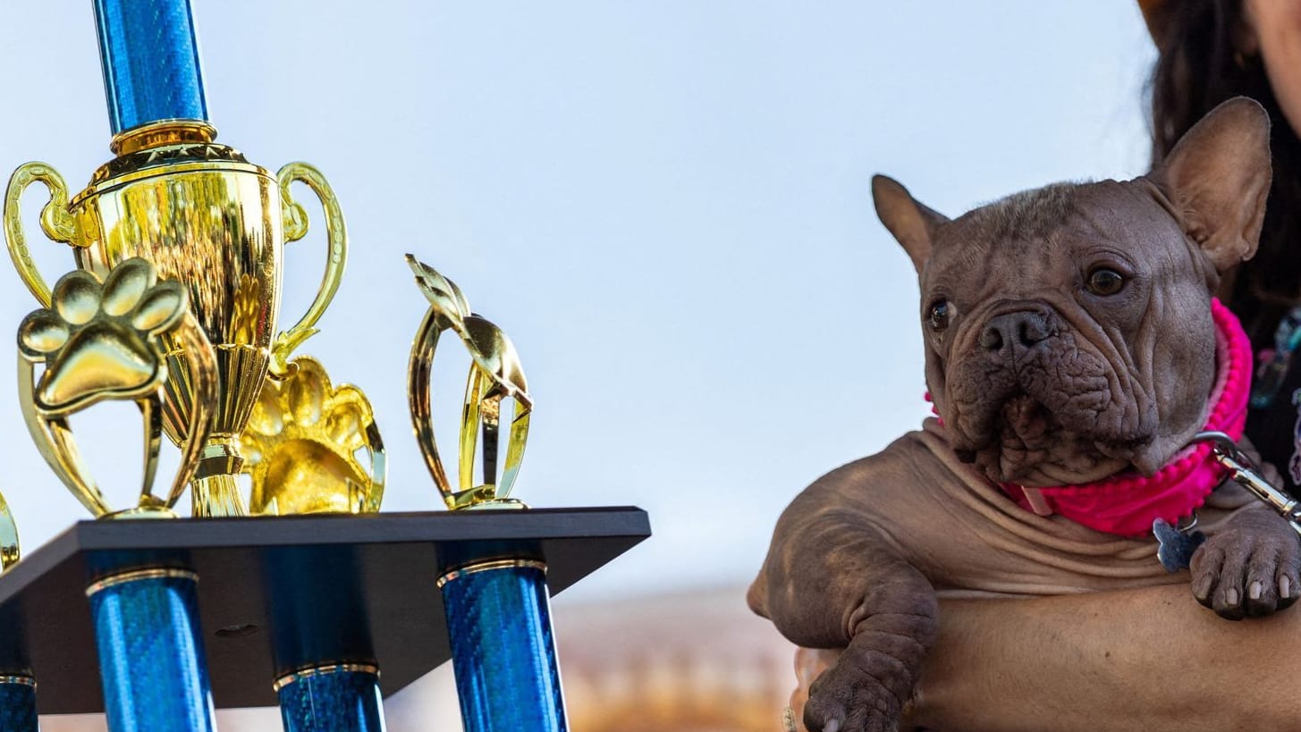 Petunia: Sie wurde zum hässlichsten Hund gekürt.