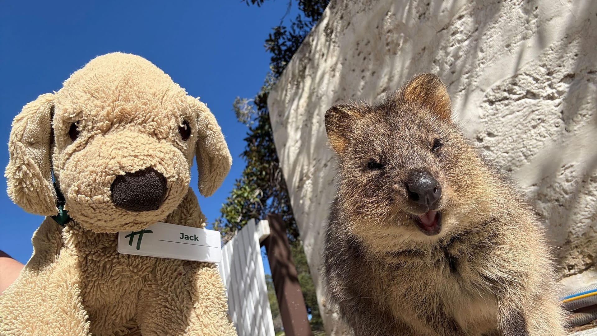 Plüschhund «Jack» in Australien Plüschhund «Jack» in Australien