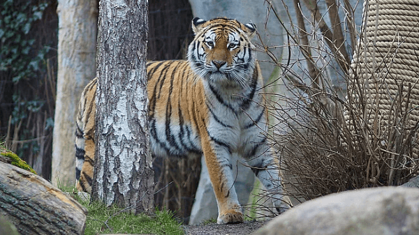 Amurtigerin Yushka: Die Raubkatze stellte die Versorgung ihres Nachwuchses ein.