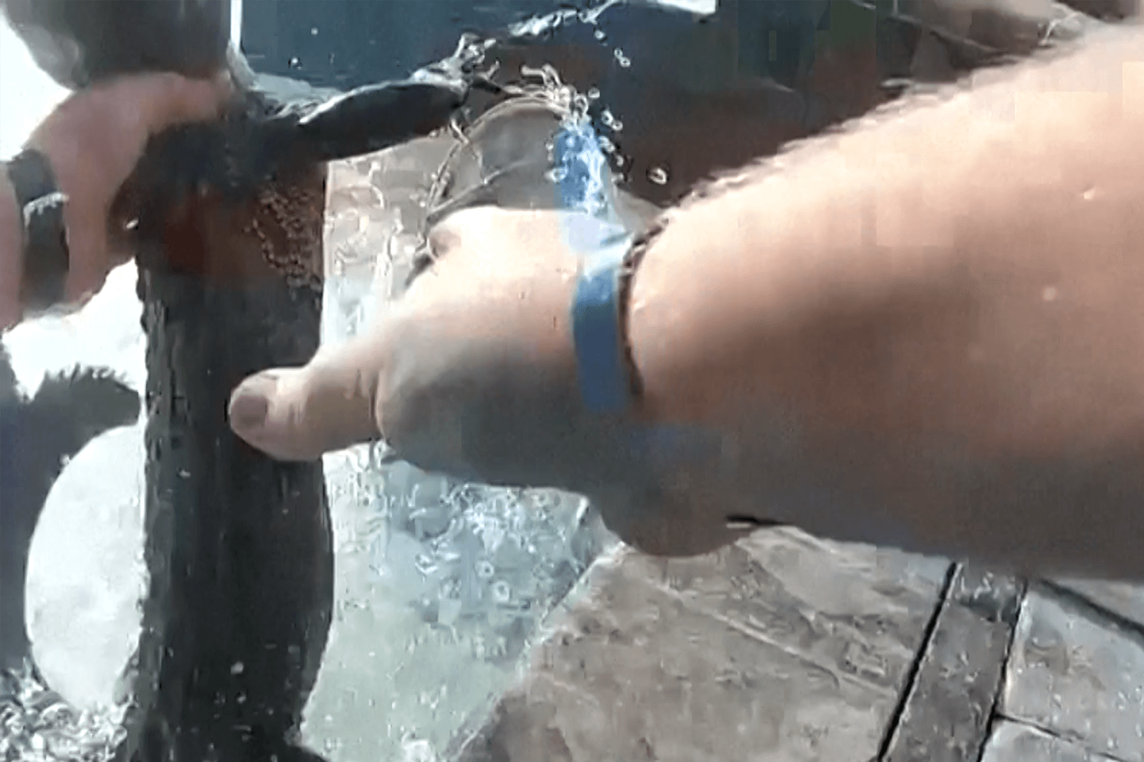Mit bloßen Händen packt ein Mann einen Alligator und zieht ihn aus dem Pool