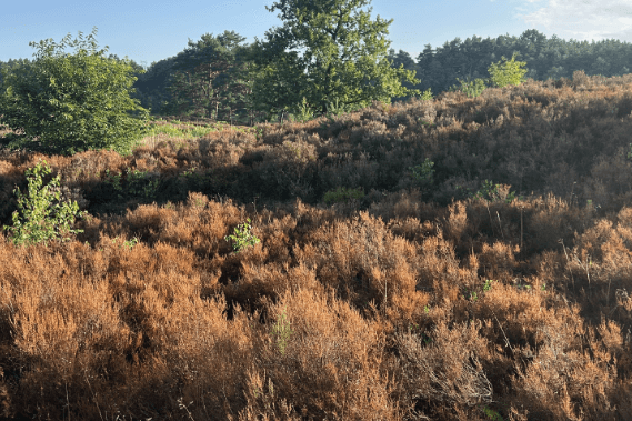 Wulmstorfer Heide: Der Heideblattkäfer hat hier in einigen Bereichen große Teile der Heidepflanzen entlaubt.