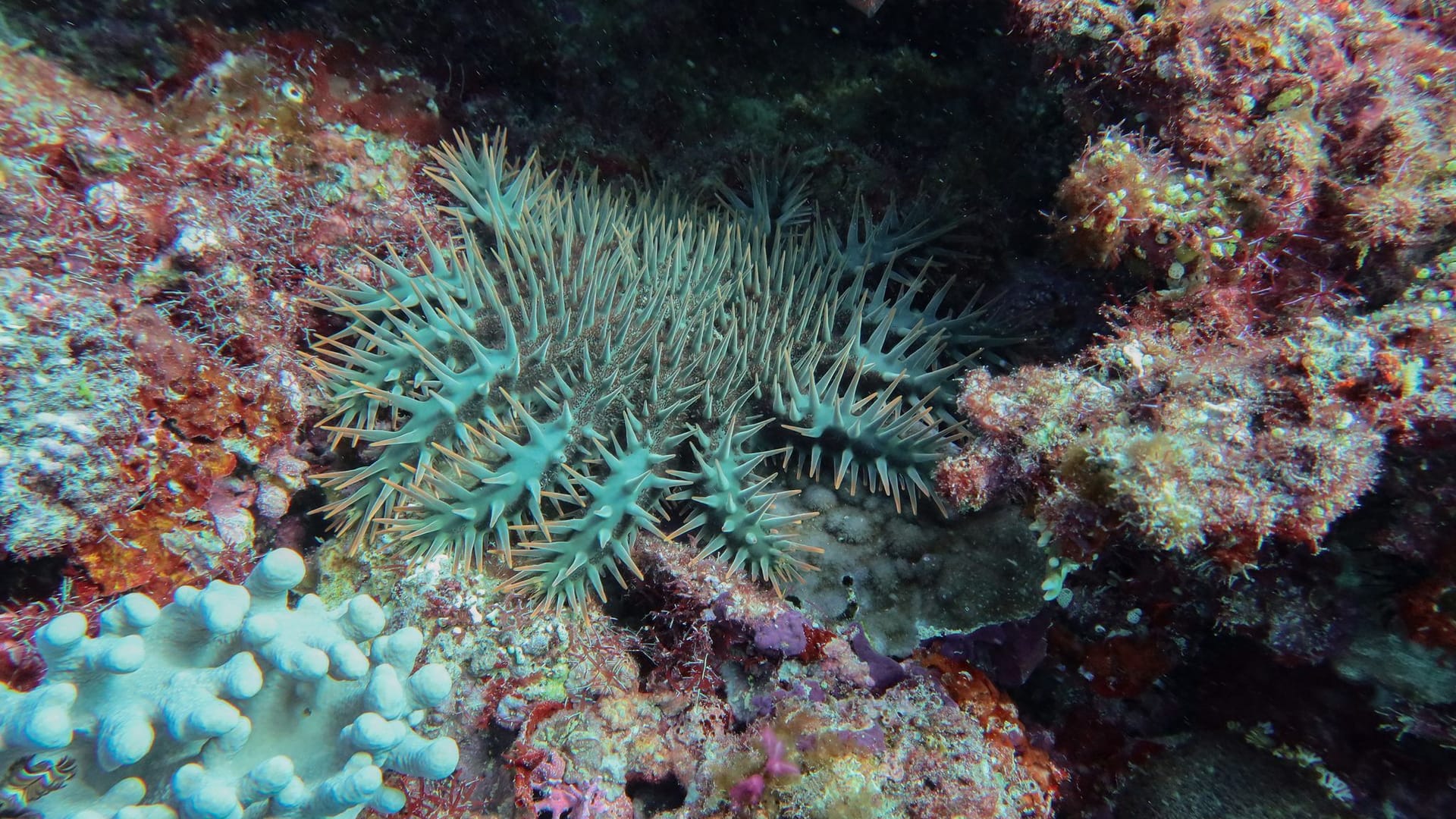Korallensterben am Great Barrier Reef