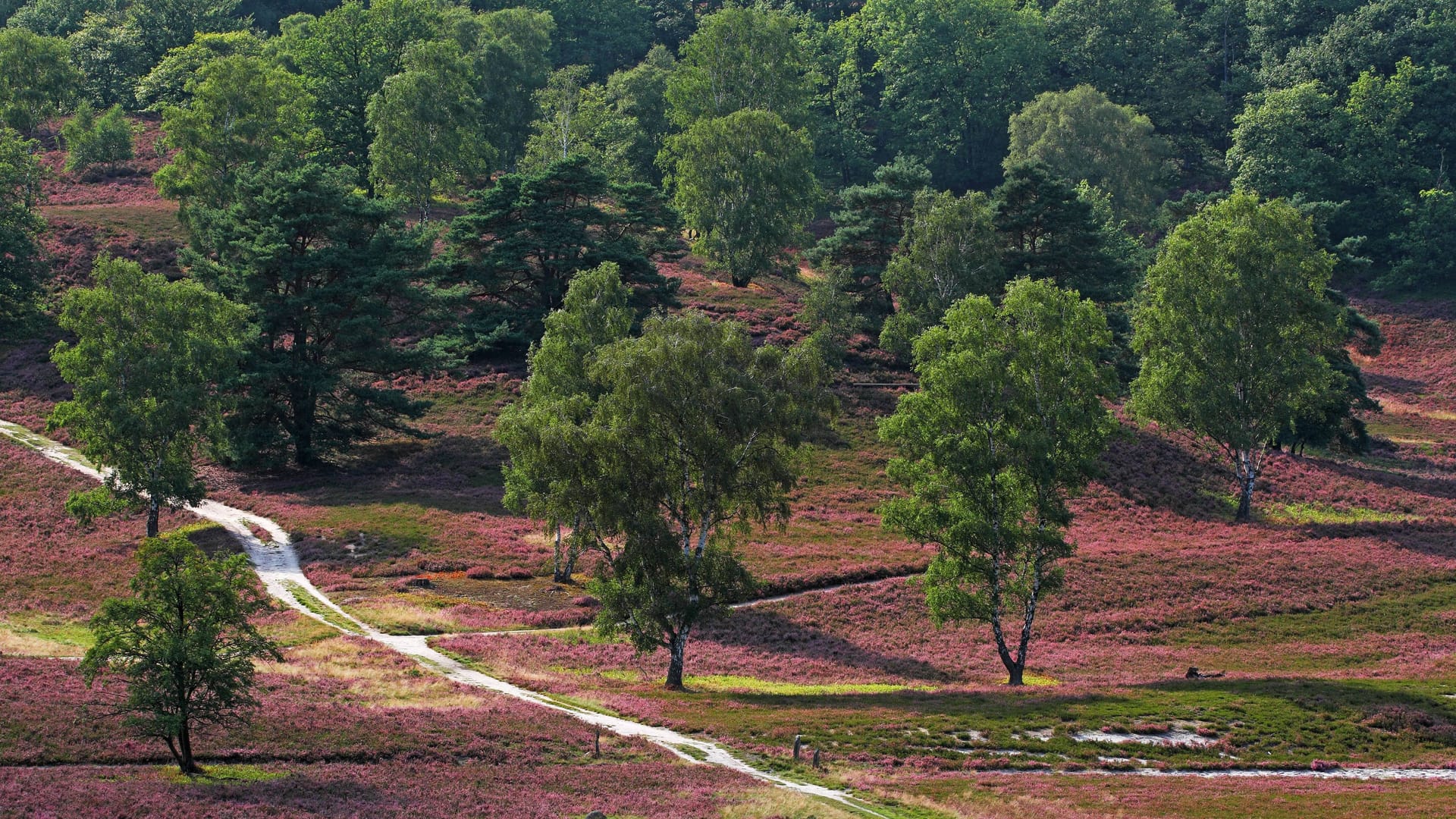 Landschaft mit blühender Heide: Hier zu sehen ist das Naturschutzgebiet Fischbeker Heide im Bezirk Harburg.