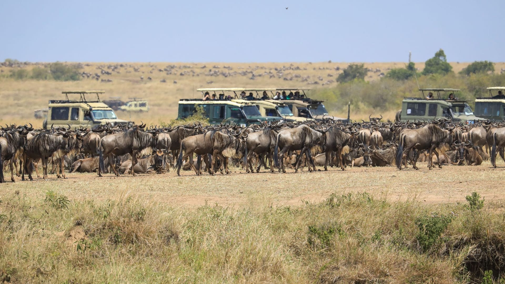 Masai Mara Nationalreservat in Kenia Masai Mara Nationalreservat in Kenia