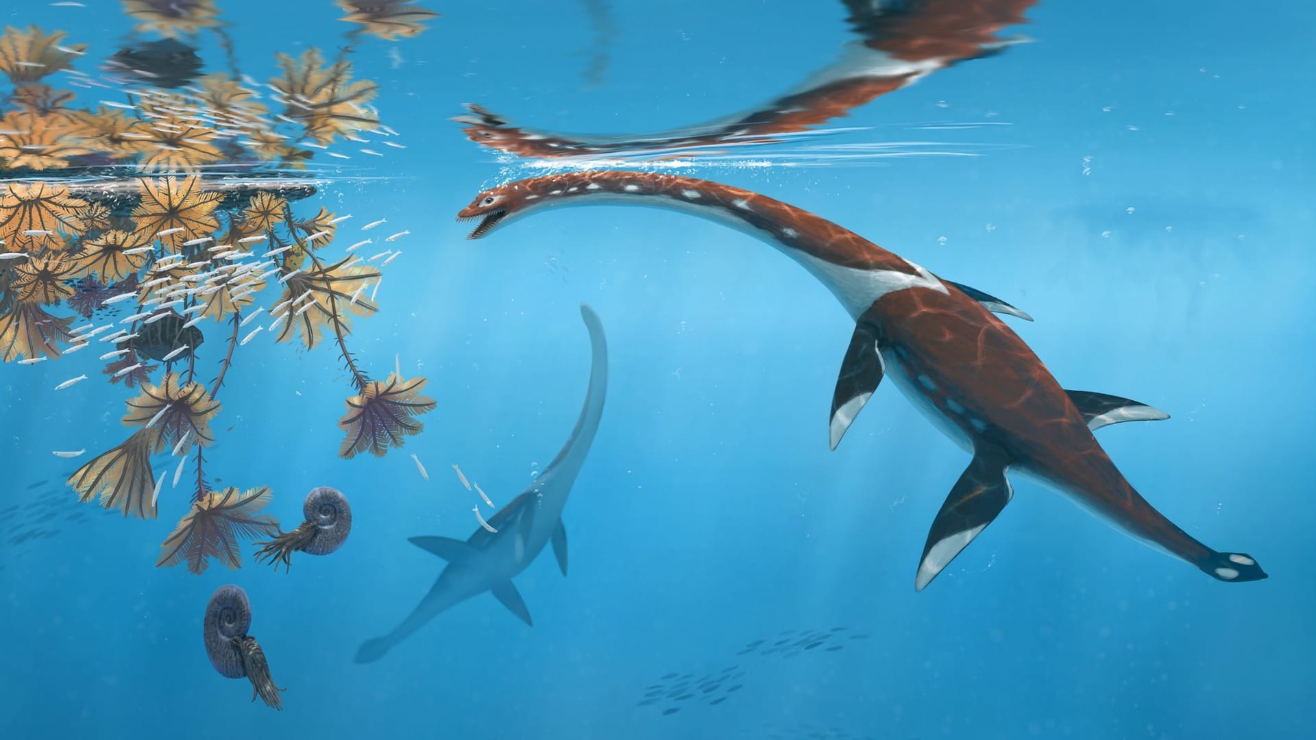 Forscher präsentieren urtümliches Meeresreptil aus der Dino-Zeit Forscher präsentieren urtümliches Meeresreptil aus der Dino-Zeit