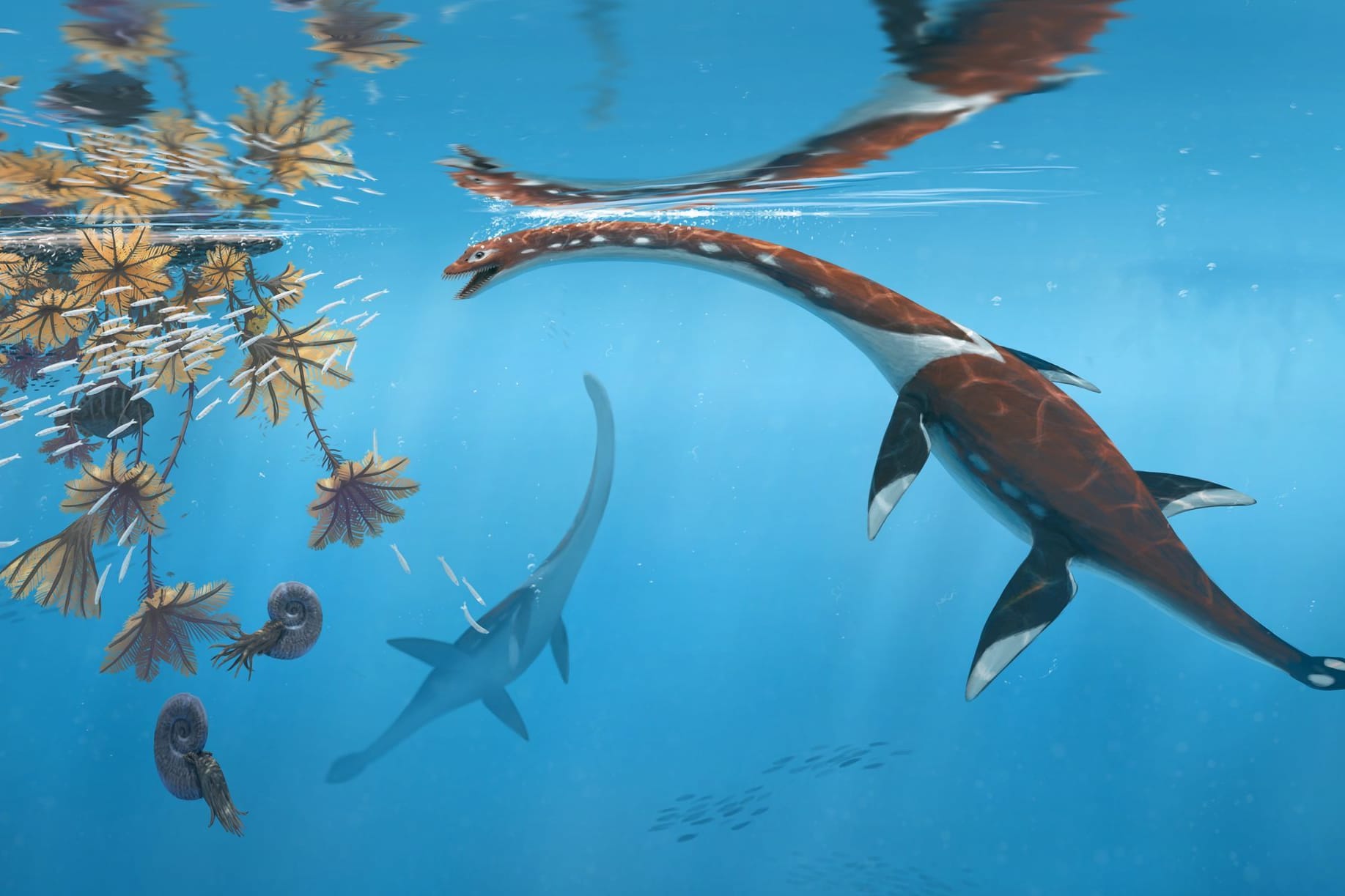 Forscher präsentieren urtümliches Meeresreptil aus der Dino-Zeit