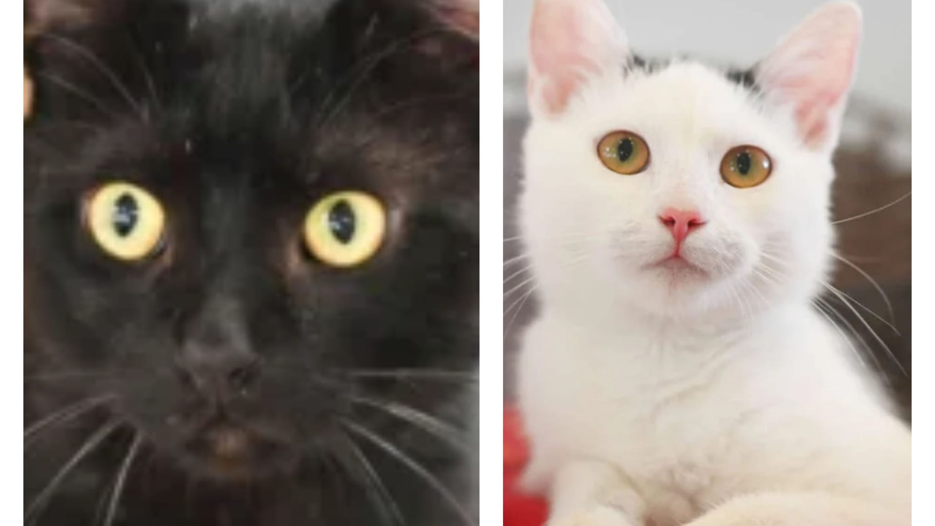 Kalle und Fee aus dem Tierheim Berlin Kalle und Fee aus dem Tierheim Berlin
