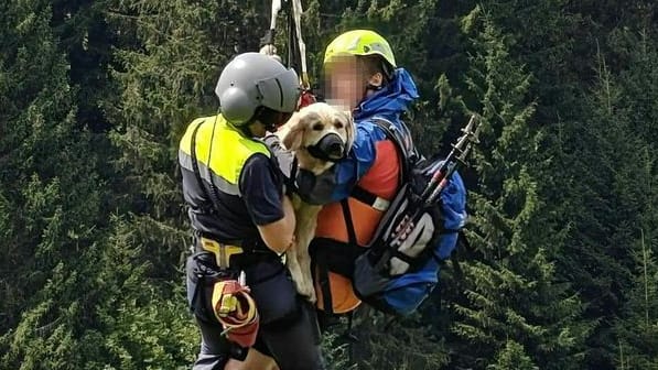 Die schwer verletzte Hündin eines deutschen Urlauberpaars: Per Hubschrauber wird das Tier geborgen.