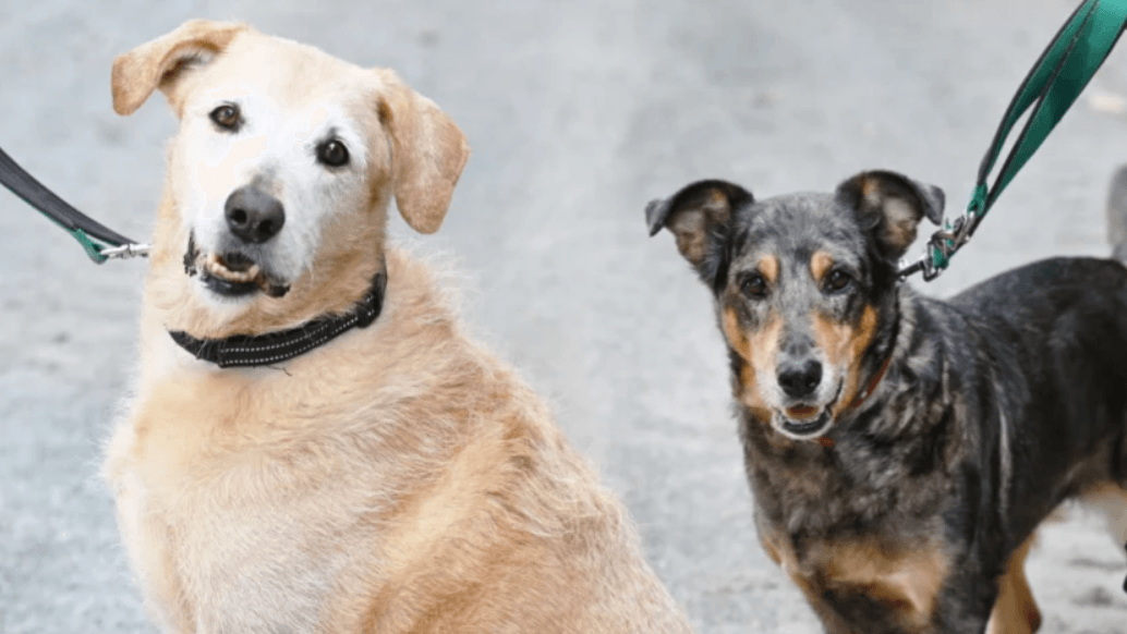 Samson und Tiffy: Sie kamen durch einen Nachlass in die das Tierheim Berlin. Samson und Tiffy: Sie kamen durch einen Nachlass in die das Tierheim Berlin.