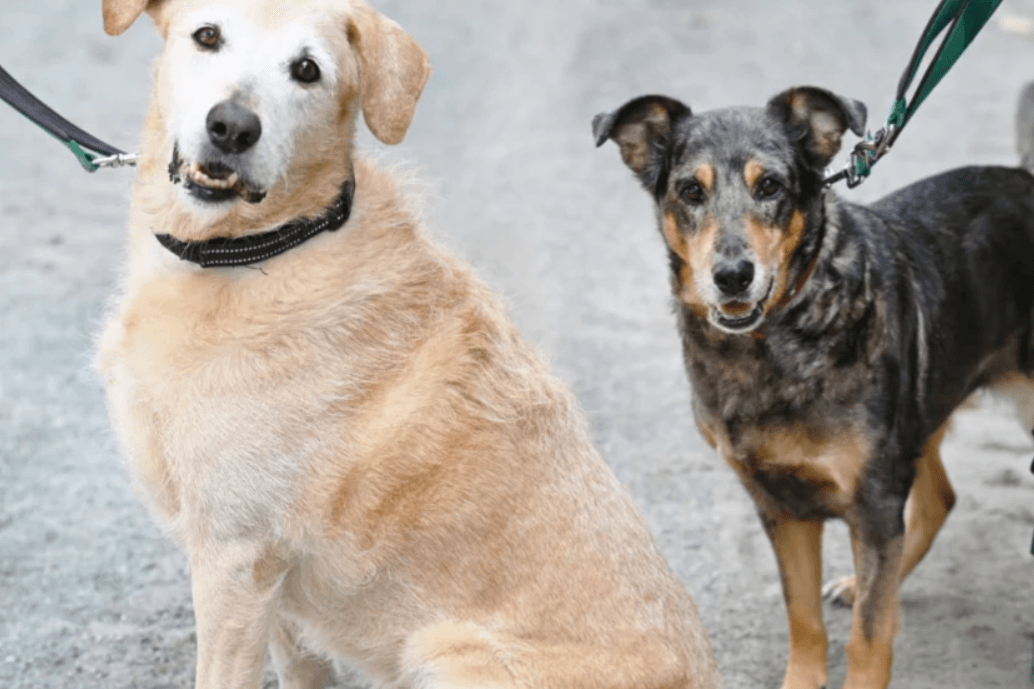Samson und Tiffy: Sie kamen durch einen Nachlass in die das Tierheim Berlin.