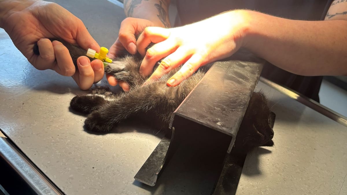 Nemška gasilska enota rešila mucko, ujeto v kovinski okvir